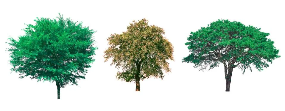 Isolated tree on white background Stock Photos