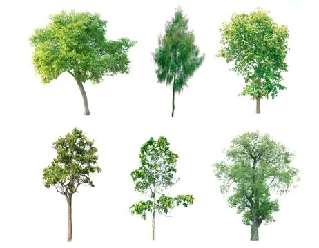 Isolated tree on white background Stock Photos