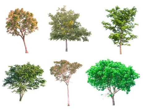 Isolated tree on white background Stock Photos