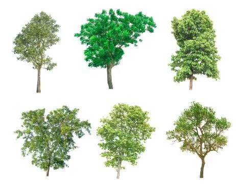 Isolated tree on white background Stock Photos