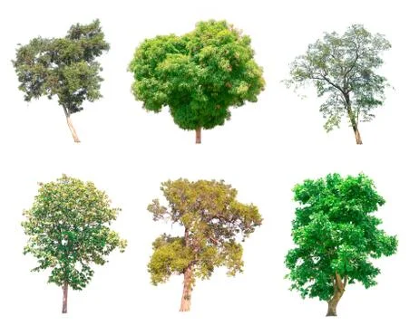 Isolated tree on white background Stock Photos