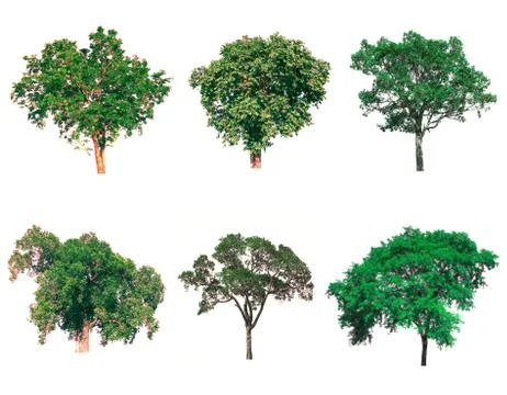 Isolated tree on white background Stock Photos