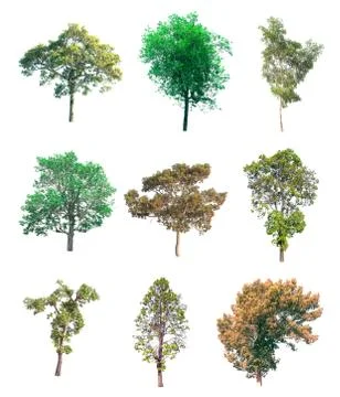 Isolated tree on white background Stock Photos