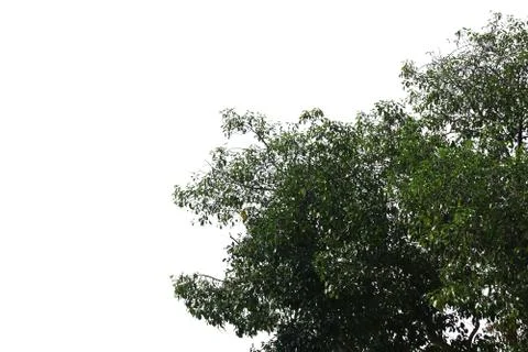 Isolated tree on white background. Stock Photos