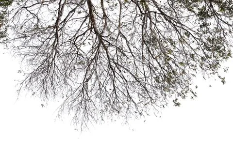 Isolated tree on white background. Stock Photos