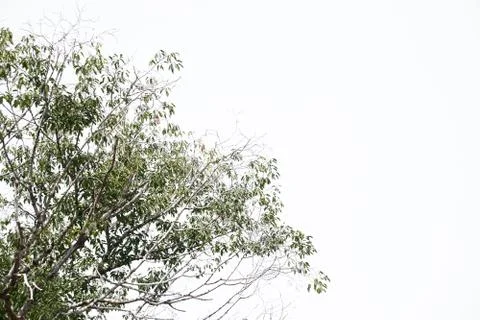 Isolated tree on white background. Stock Photos