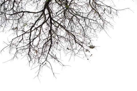 Isolated tree on white background. Stock Photos