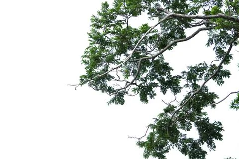 Isolated tree on white background. Stock Photos