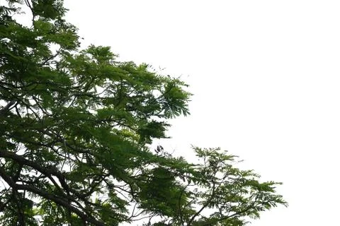 Isolated tree on white background. Stock Photos