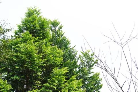 Isolated tree on white background. Stock Photos