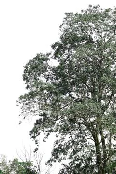 Isolated tree on white background. Stock Photos