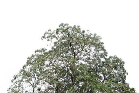 Isolated tree on white background. Stock Photos