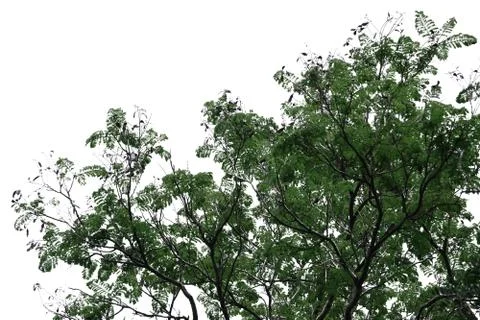 Isolated tree on white background. Stock Photos