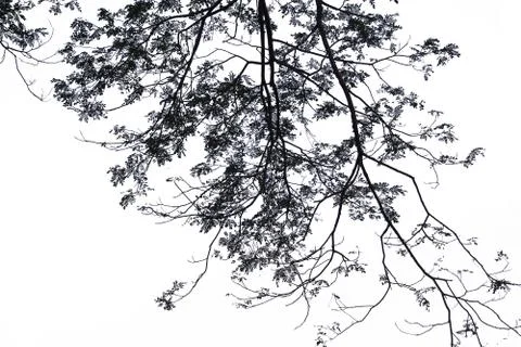 Isolated tree on white background. Stock Photos