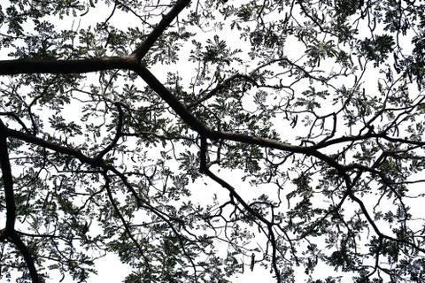 Isolated tree on white background. Stock Photos