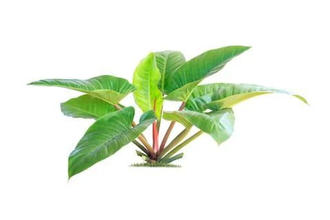 Isolated tree on White Background. Stock Photos