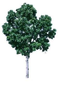 Isolated tree on a white background Stock Photos