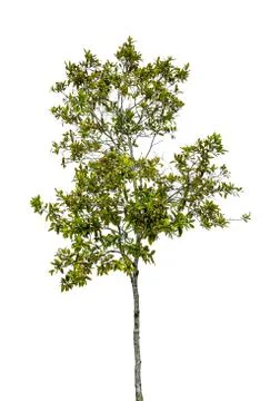 Isolated tree on a white background Stock Photos