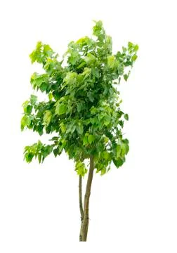Isolated tree on white background. Foto stock