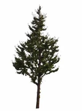 Isolated tree on white background Stock Photos