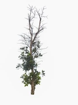 Isolated tree on white background Stock Photos