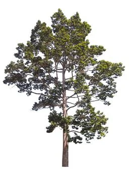 Isolated tree on white background Foto stock