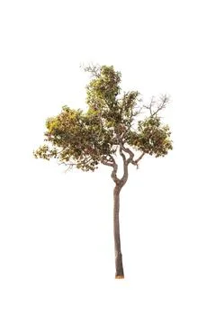 Isolated tree on white background Stock Photos