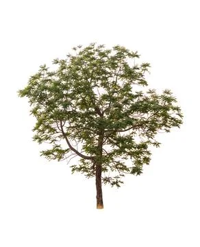 Isolated tree on white background Stock Photos