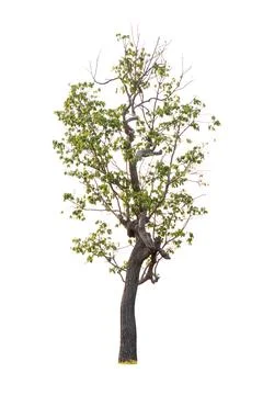 Isolated tree on white background Stock Photos