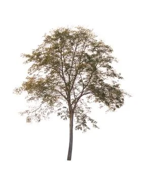 Isolated tree on white background Stock Photos