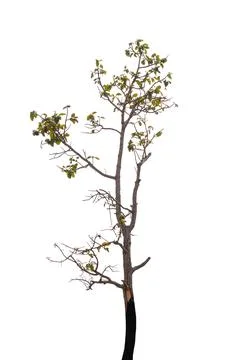 Isolated tree on white background Stock Photos