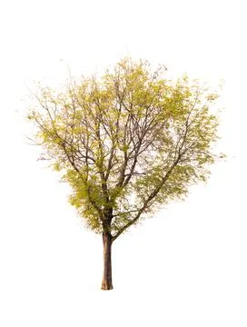 Isolated tree on white background Stock Photos