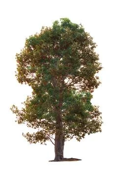 Isolated tree on white background Stock Photos