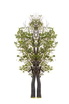 Isolated tree on white background Stock Photos