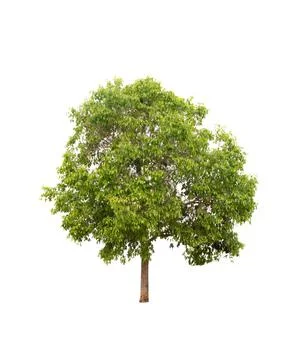 Isolated tree on white background Stock Photos