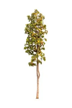 Isolated tree on white background Foto stock