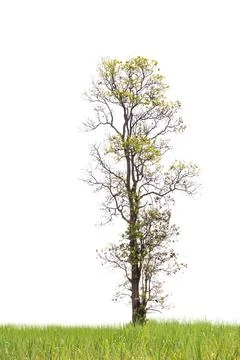 Isolated tree on white background Stock Photos