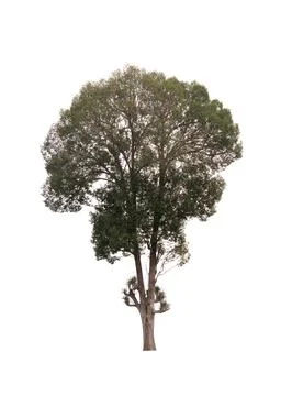 Isolated tree on white background Stock Photos