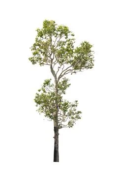 Isolated tree on white background Stock Photos