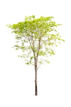 Isolated tree on white background Stock Photos