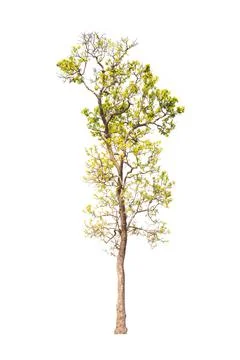 Isolated tree on white background Stock Photos