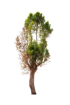 Isolated tree on white background Stock Photos