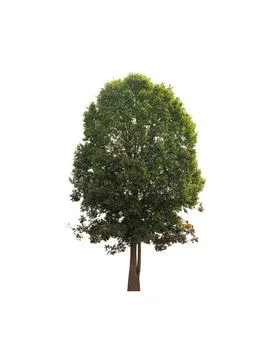 Isolated tree on white background Stock Photos