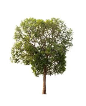 Isolated tree on white background Stock Photos