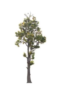 Isolated tree on white background Stock Photos