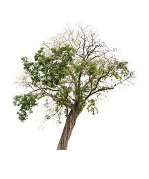 Isolated tree on white background Stock Photos