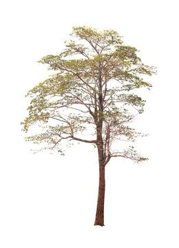 Isolated tree on white background Stock Photos