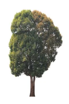 Isolated tree on white background Stock Photos