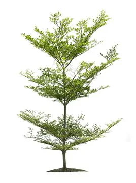 Isolated tree on white background Stock Photos