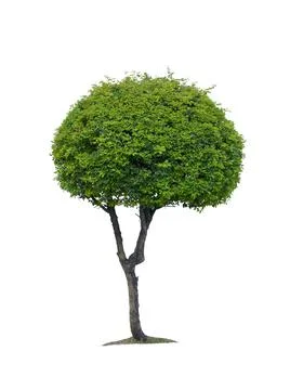 Isolated tree on white background Stock Photos